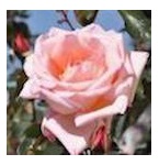 abraham_darby_1_website_1229568206