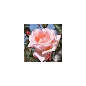 abraham_darby_1_website_1229568206