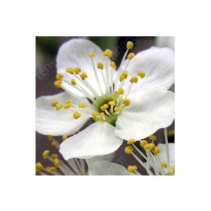 Cherry Plum – Kirschpflaume